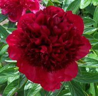 Peony Red
