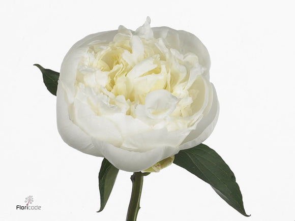 Peony White