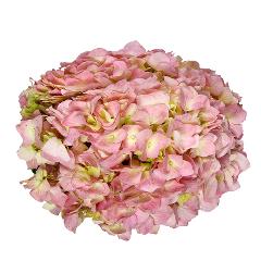 Premium Hydrangea Light Pink