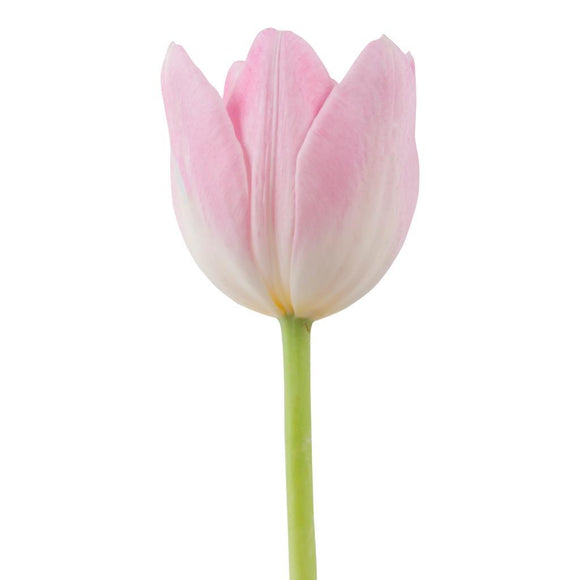 Tulip Pink